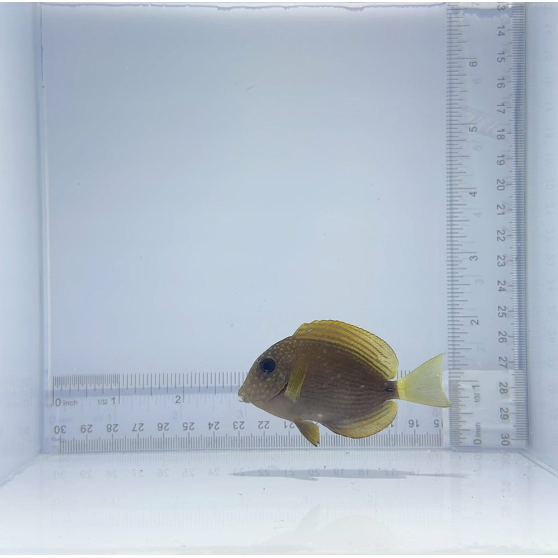 Maculiceps Tang Fish