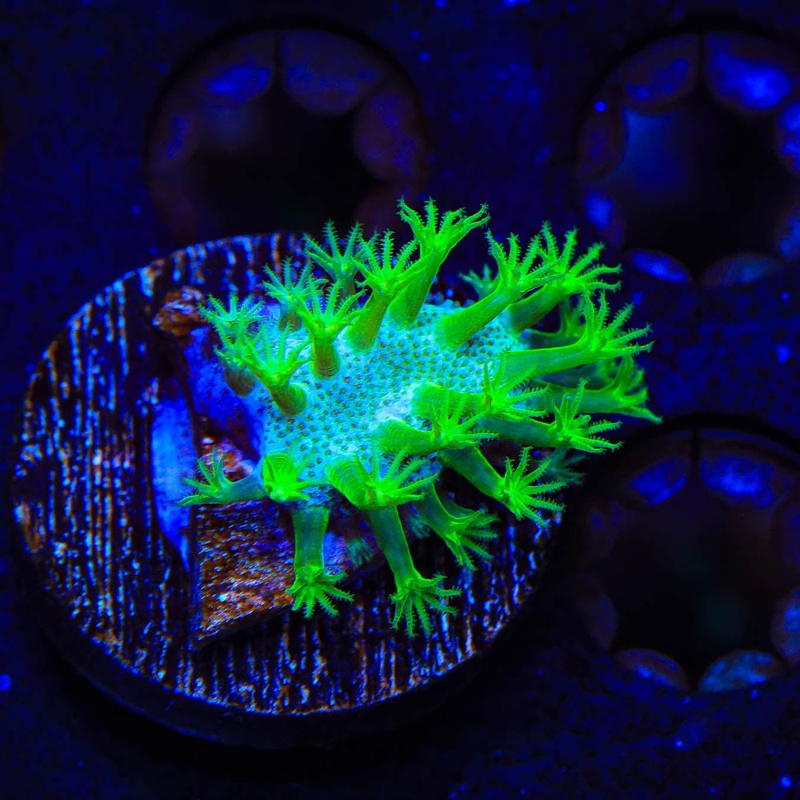 Neon Polyp Toadstool Leather Coral