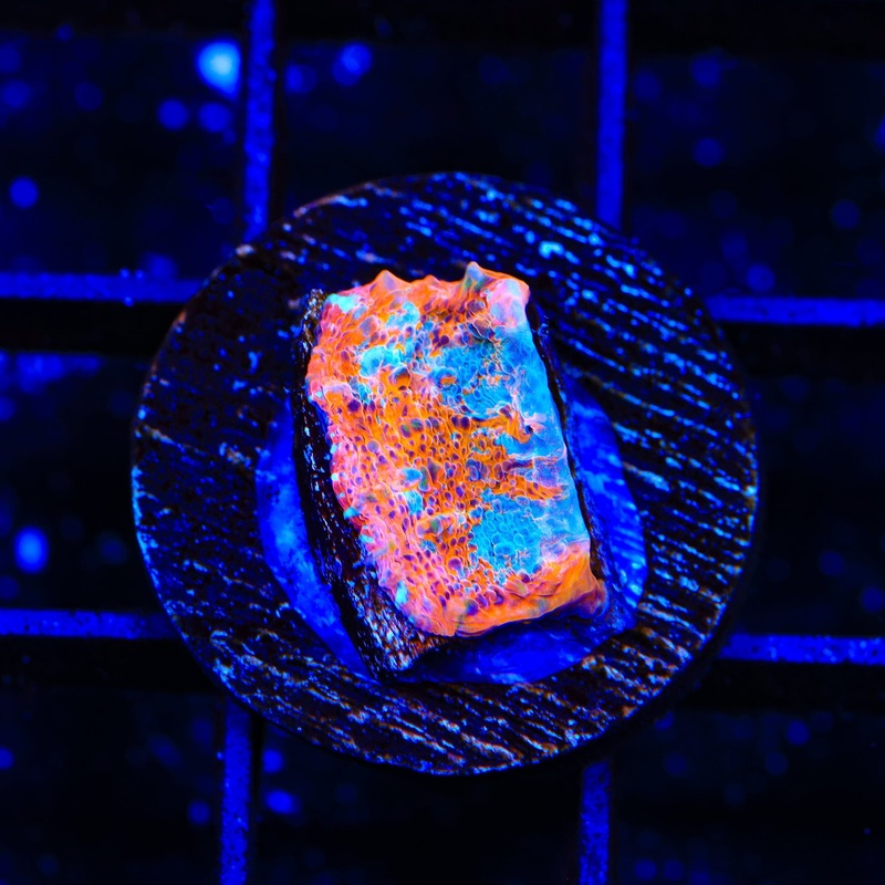 Neon Rain Chalice Coral
