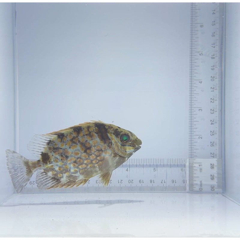 Orange Spot Rabbitfish