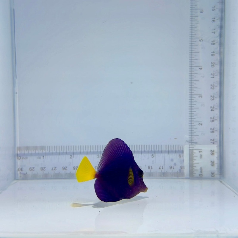 Purple Tang Fish