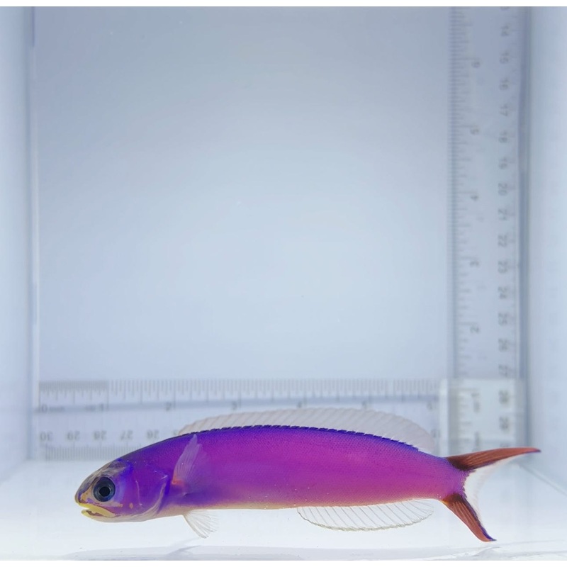 Purple Tile Fish