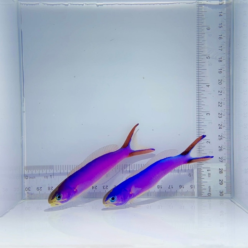 Purple Tile Fish Pair