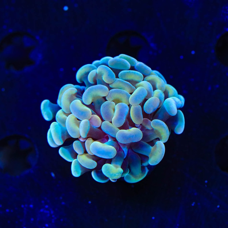 Rainbow Tiger Hammer Coral