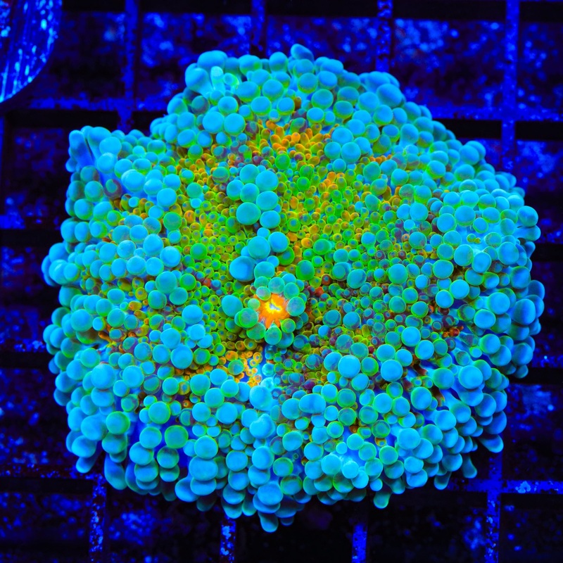 Rainbow Yuma Coral 2-3"