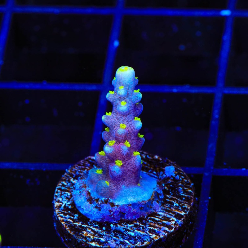 RR Firecracker Acropora Coral