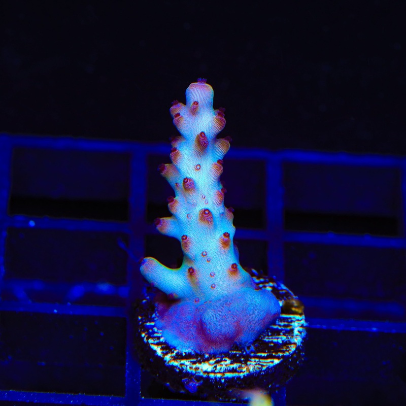 RR Robinhood Acropora Coral