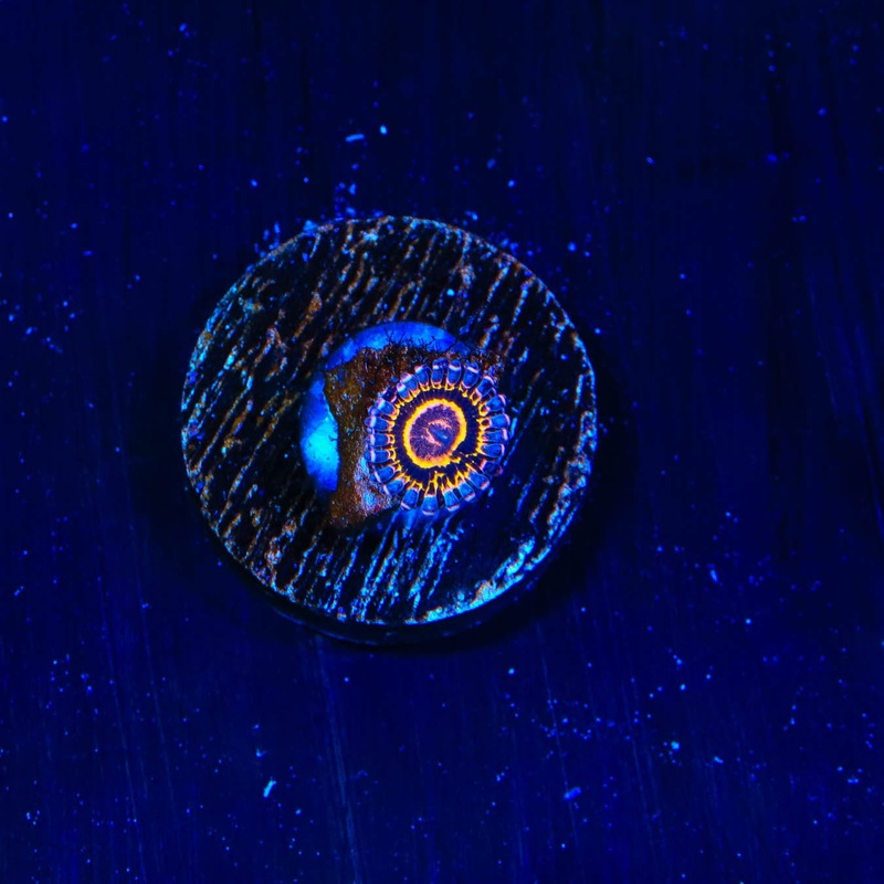 Stratosphere Zoanthid Coral