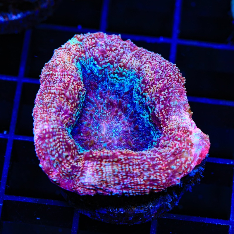 Strawberry Bowerbankii Coral
