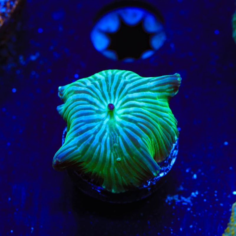 Striped Mushroom Coral
