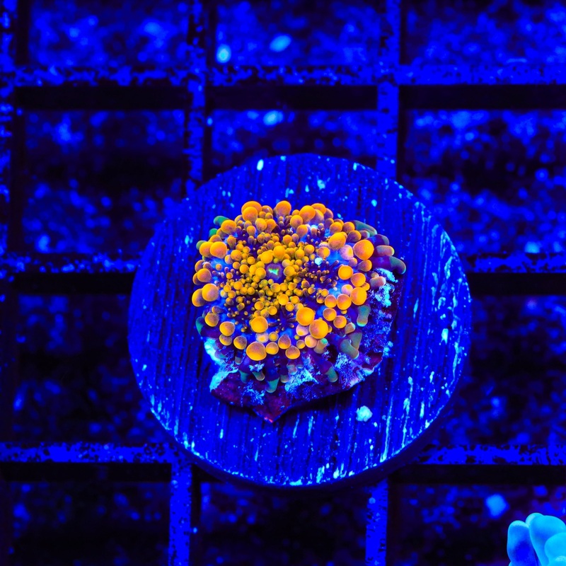 Sunbeam Yuma Coral