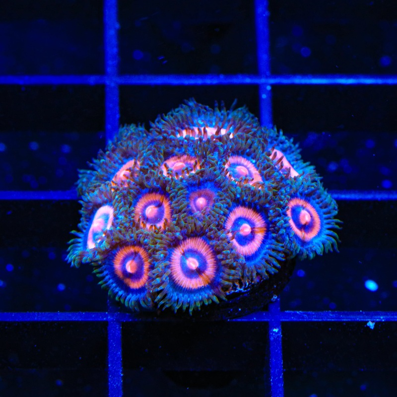 Supergirls Zoanthids Coral