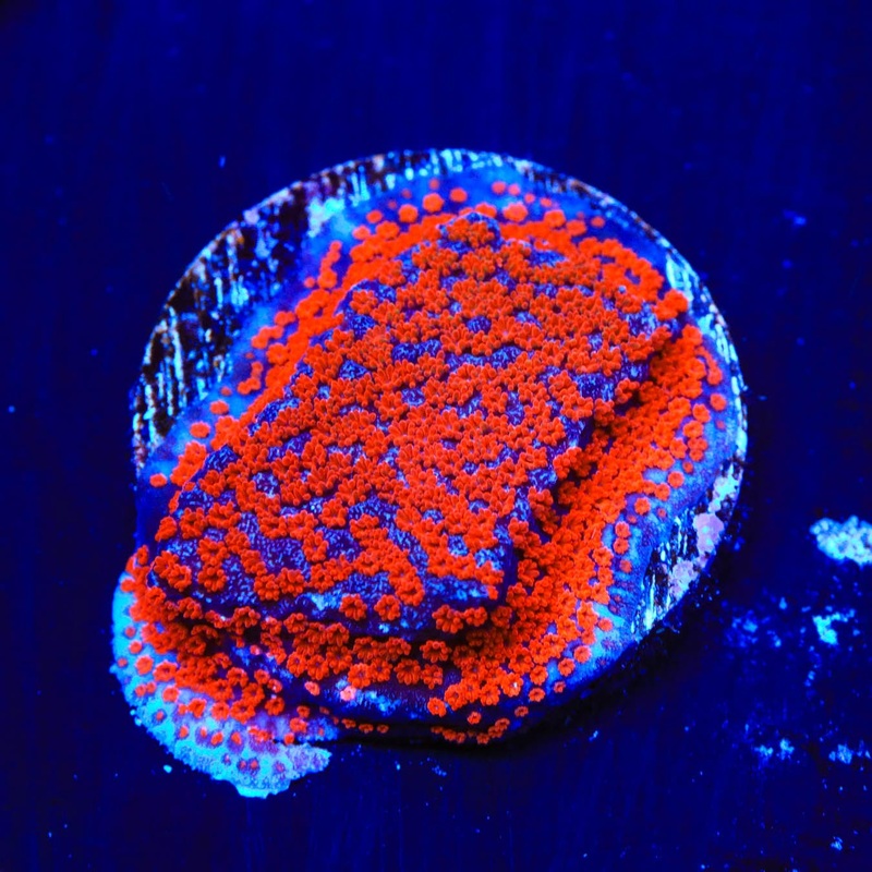 Superman Montipora Coral