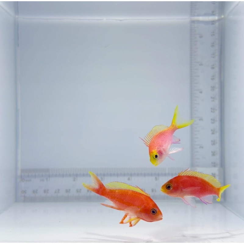 Tierra Anthias Trio