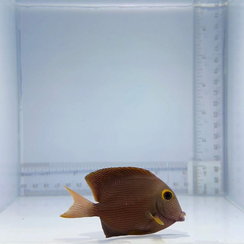 True Hawaiian Yellow-Eye Kole Tang Fish