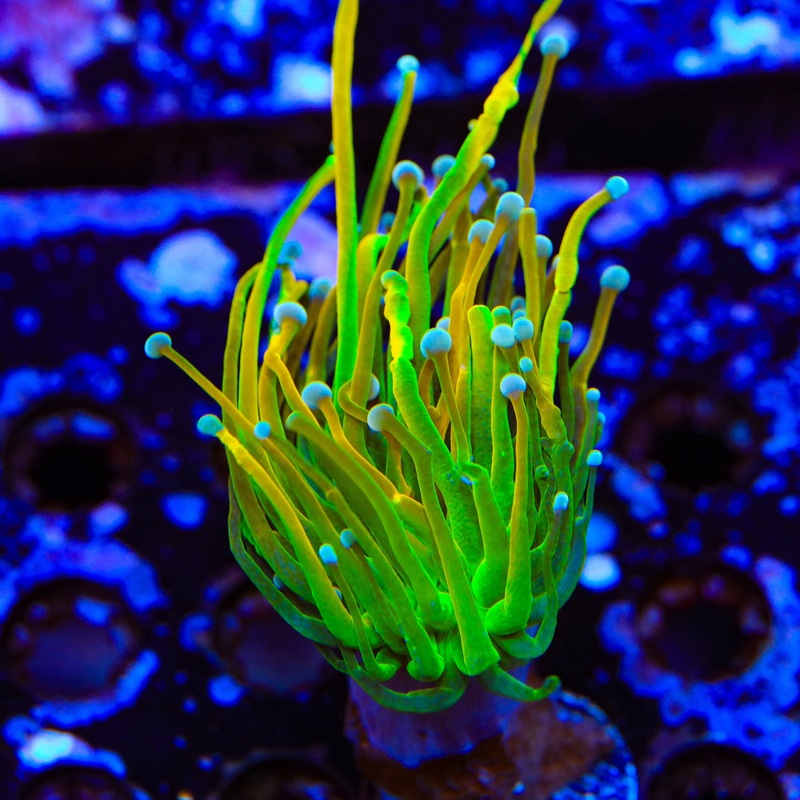 TSA Baby Grail Torch Coral