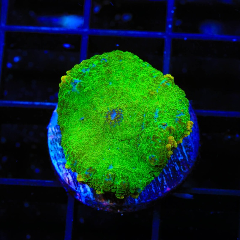 TSA Blastwave Rhodactis Coral