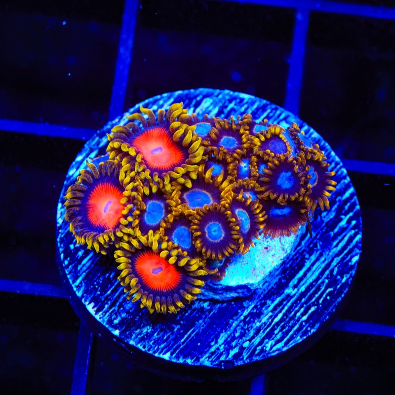 TSA Blue Eye Hornet and Yellow Brick Road Combo Zoanthids Coral