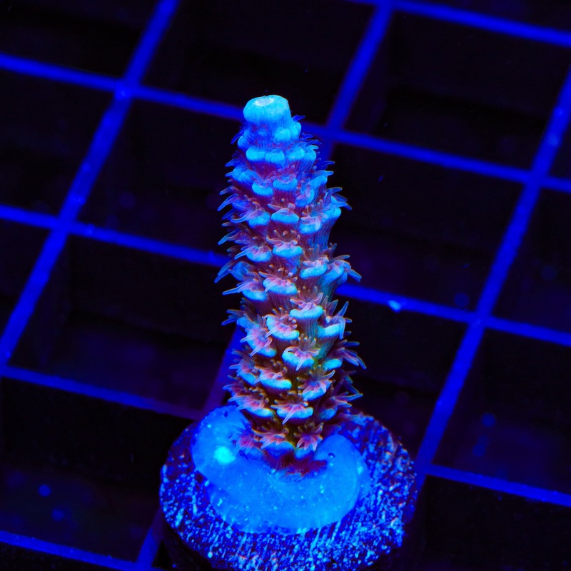 TSA Blueberry Mai Tai Tenuis Acropora Coral