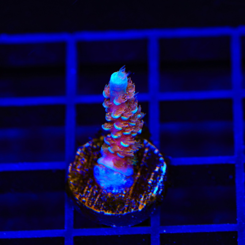 TSA Bubbleyum Tenuis Acropora Coral