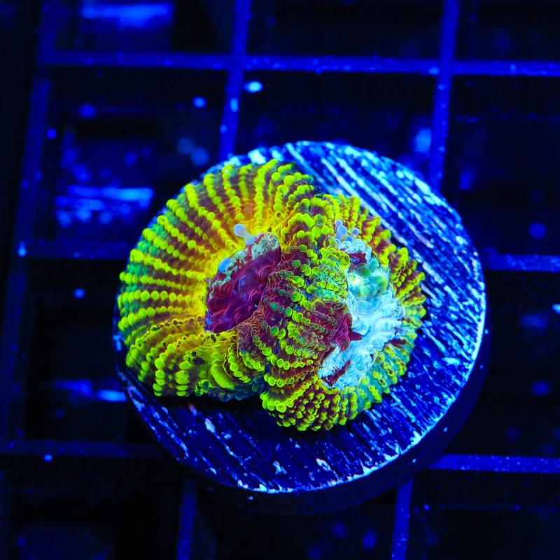 TSA Corn Maze Favia Coral