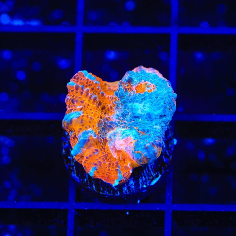 TSA Cosmic Rain Chalice Coral