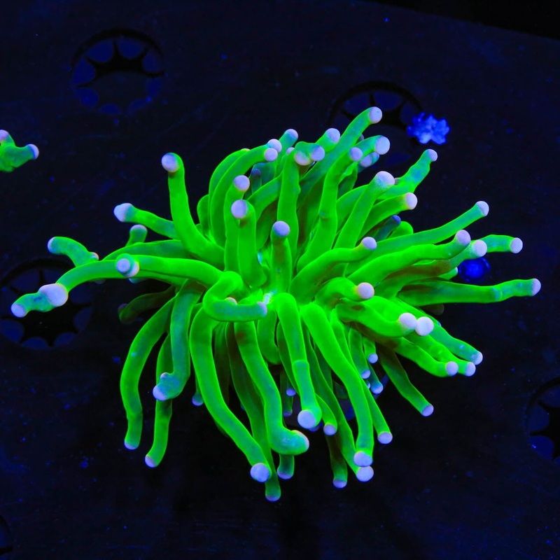 TSA Cotton Candy Torch Coral