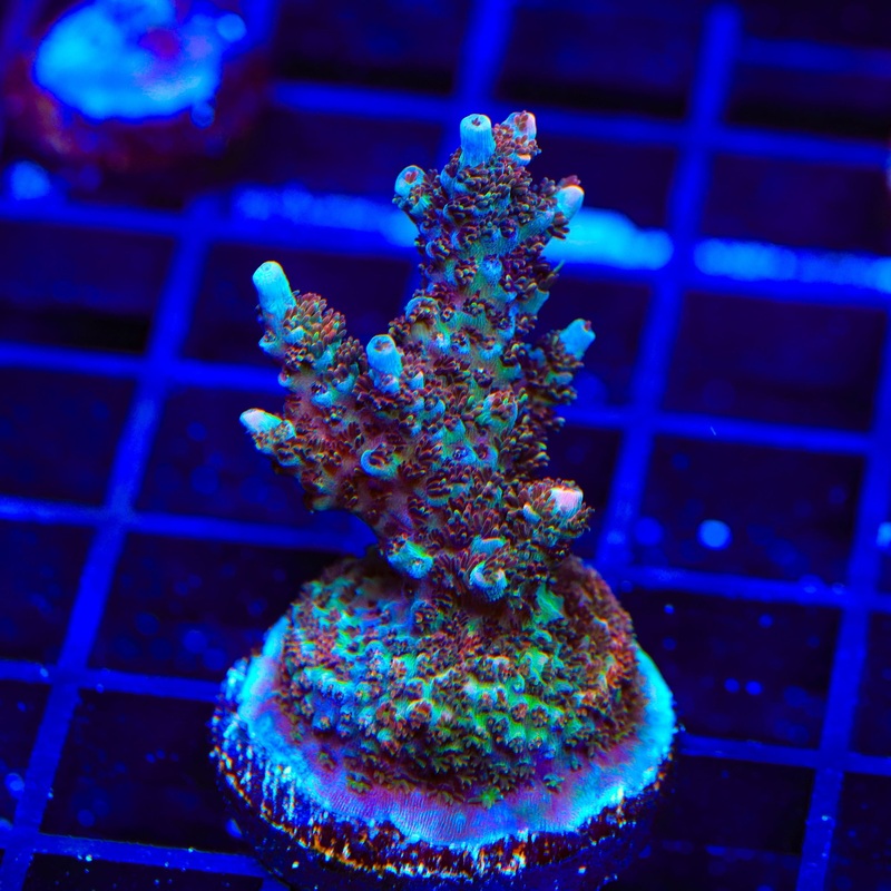 TSA Daydream Acropora XL Frag Coral