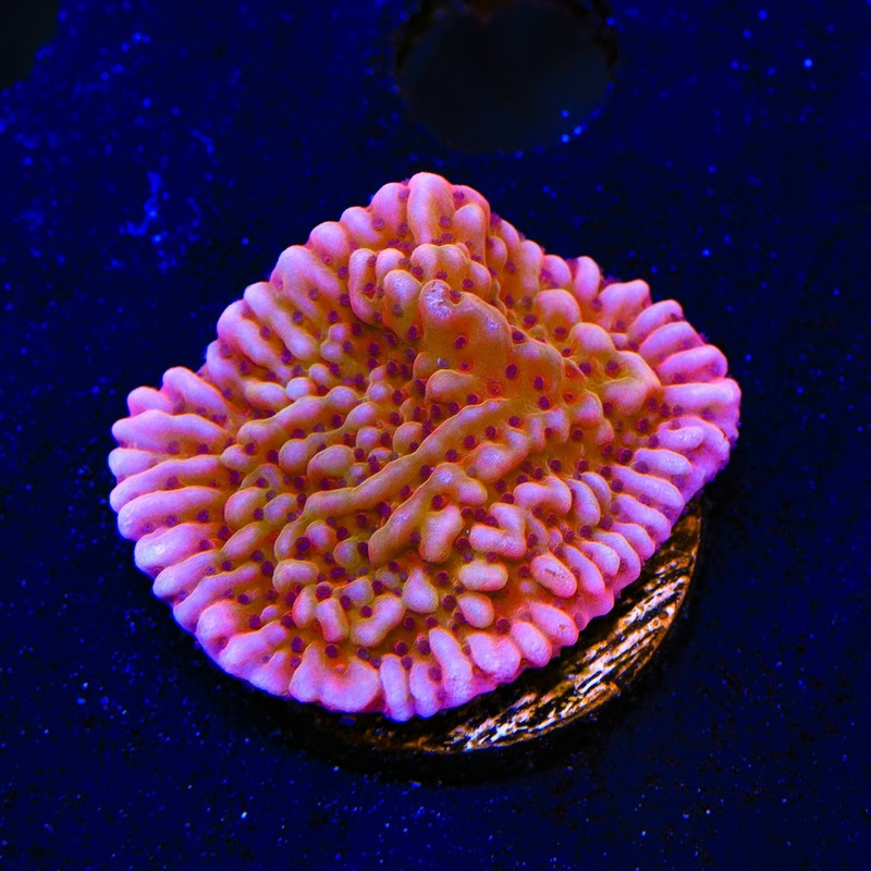 TSA Death Spiral Montipora Coral