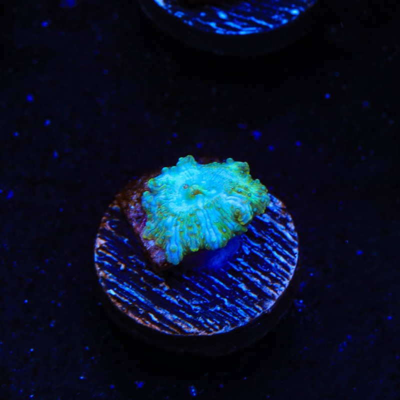 TSA Disco Mushroom Coral