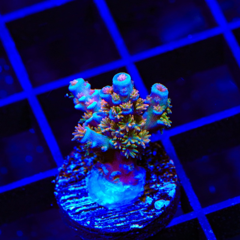 TSA Fire in the Sky Acropora Coral