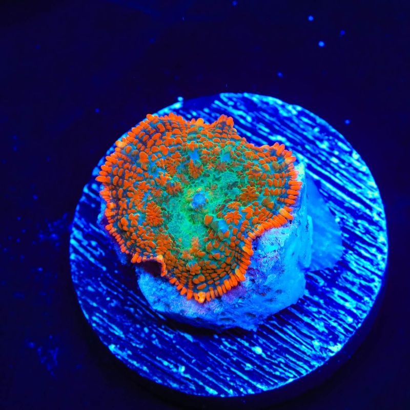 TSA Forest Wave Rhodactis Mushroom Coral