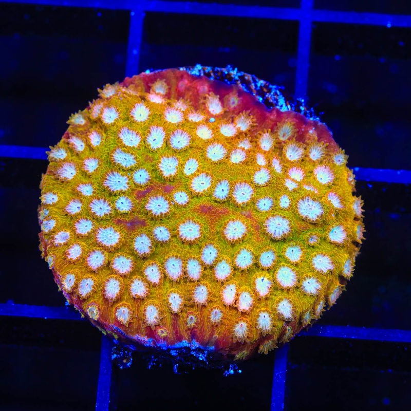 TSA Golden Girls Cyphastrea Coral