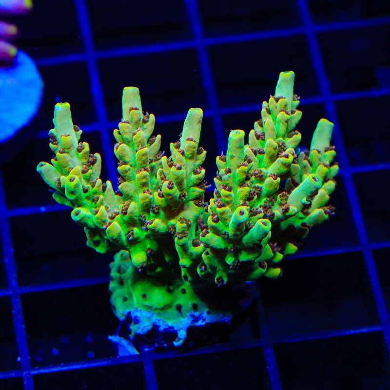 TSA Harvey Wallbanger Acropora XL Frag Coral