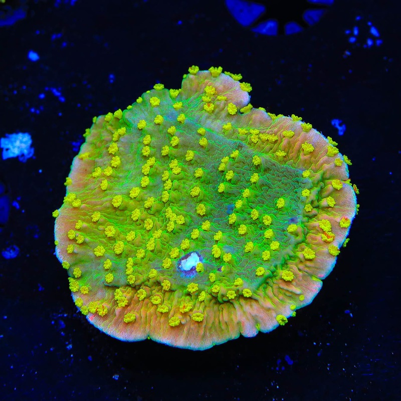 TSA Jolly Rancher Montipora Cap Coral