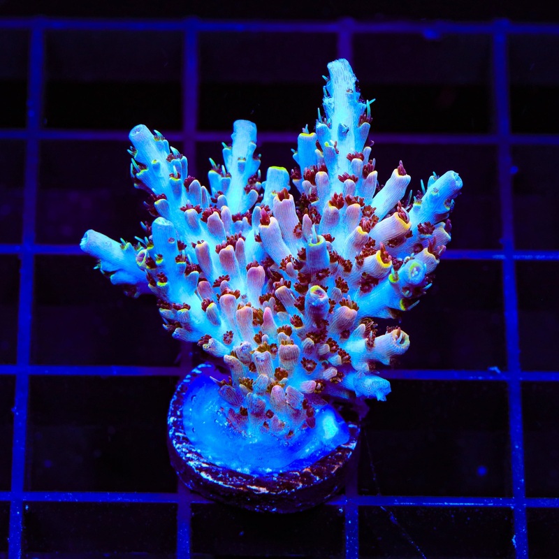 TSA Long Island Acropora XL Frag Coral