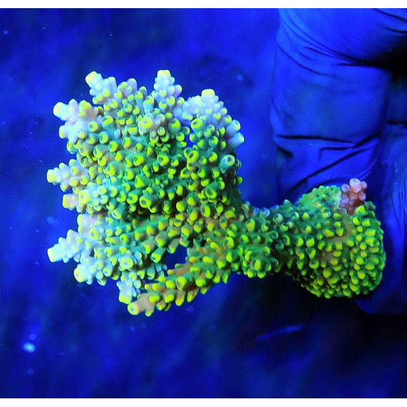 TSA Mile High Latistella Acropora Colony Coral