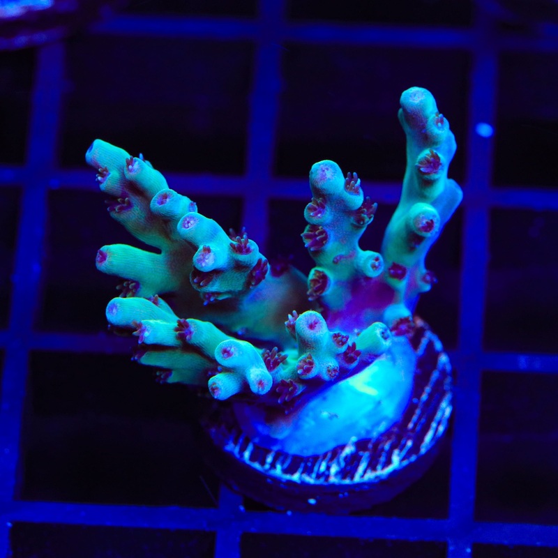 TSA Mr Meeseeks Acropora Coral
