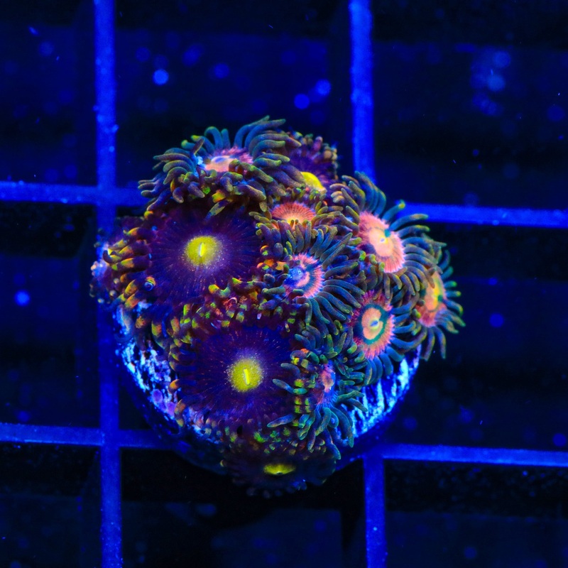 TSA Pinwheel and Laser Lemon Combo Zoanthids Coral