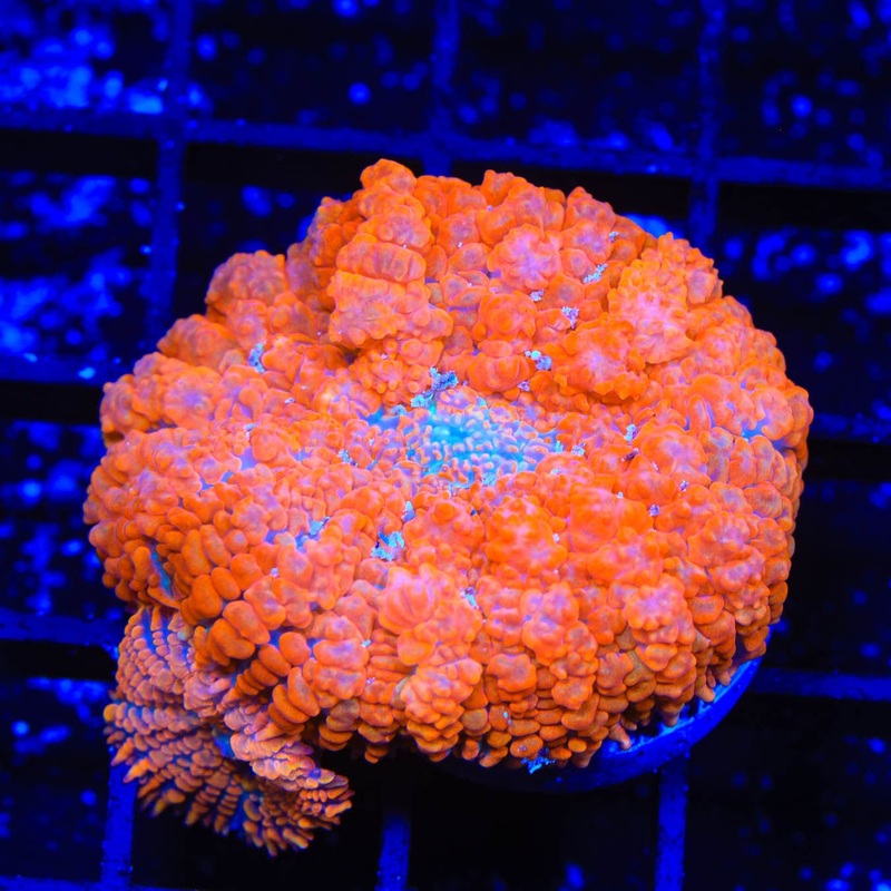 TSA Radical Red Rhodactis Mushroom Coral