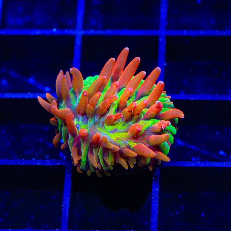 TSA Rainbow Blanka Aquacultured Plate Coral