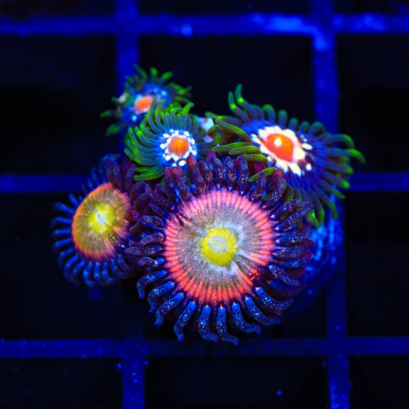 TSA Rainbow Spectrum and Daisy Cutter Combo Zoanthids Coral