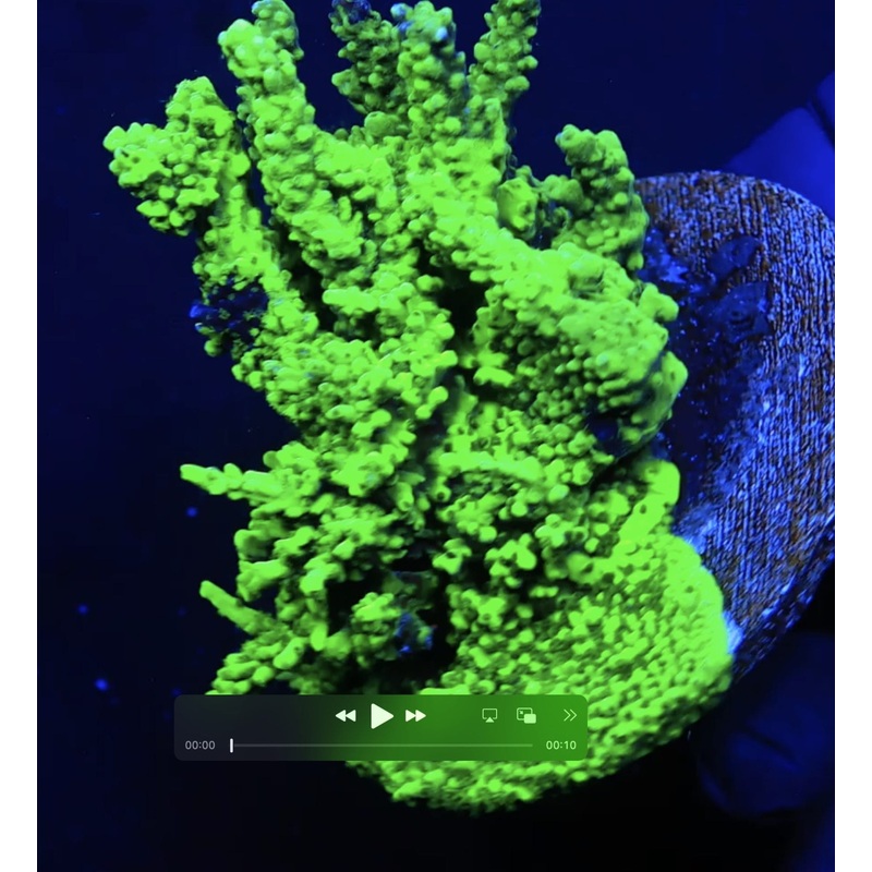 TSA Raspberry Limeade Acropora Colony Coral