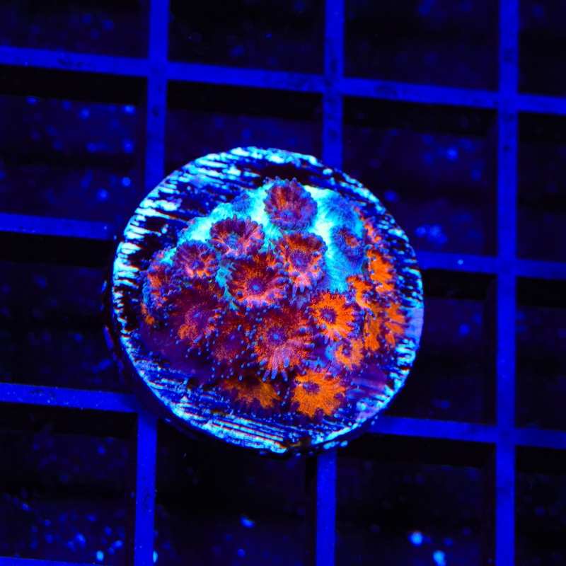 TSA Red Eye Plesiastrea Coral
