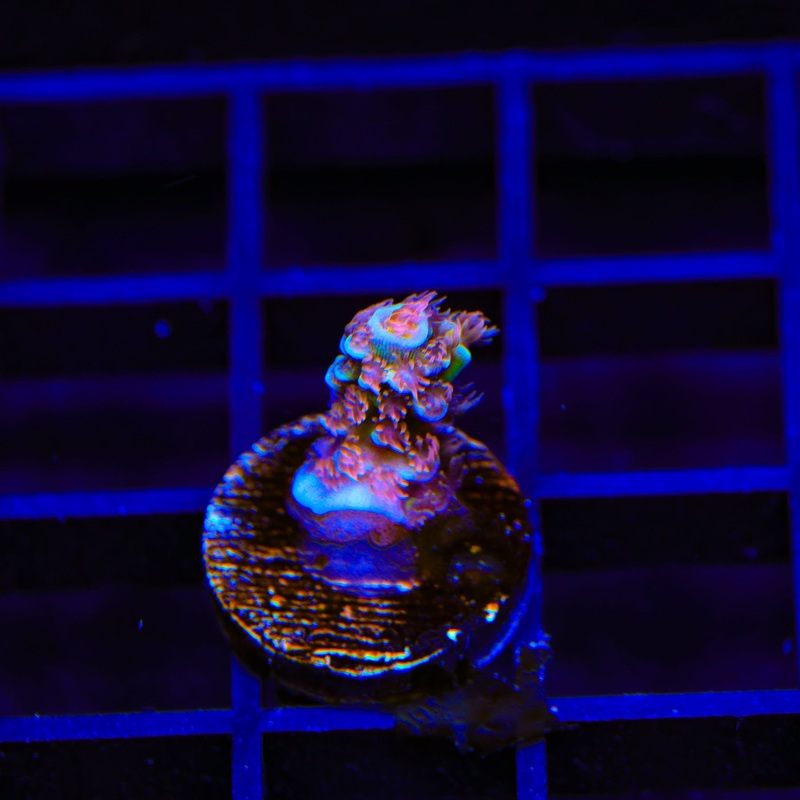 TSA Rocky Balboa Tenuis Acropora Coral