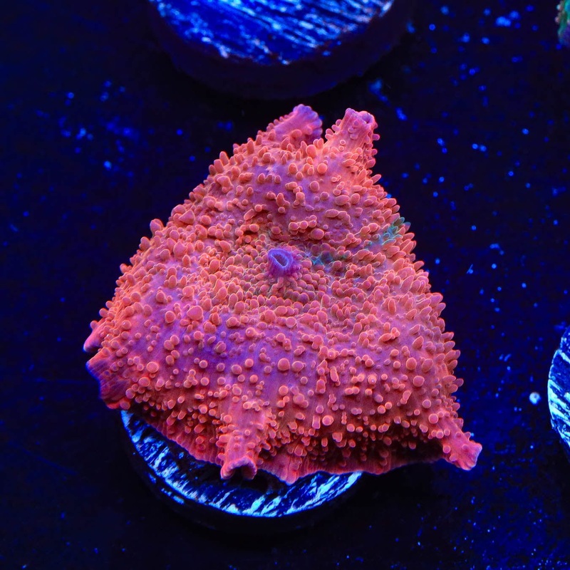 TSA Semisonic Mushroom Coral