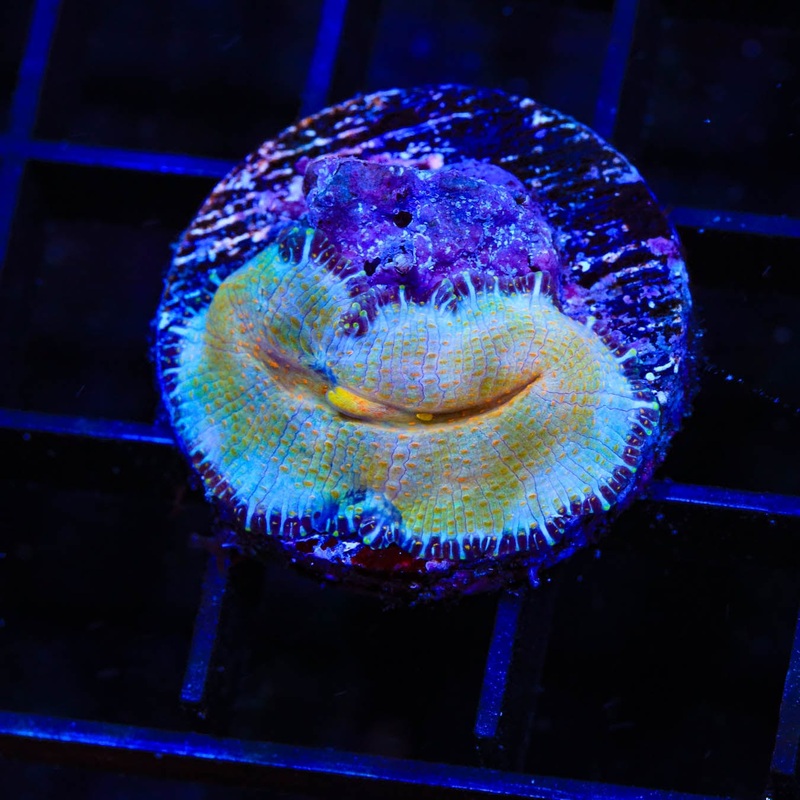 TSA Smile Rhodactis Coral