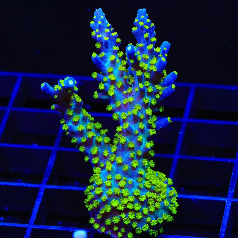 TSA Sour Patch Acropora XL Frag Coral