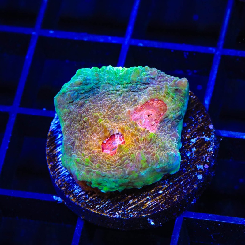 TSA Space Jam Chalice Coral