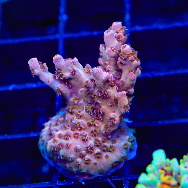 TSA Sparkler Acropora XL Frag Croal